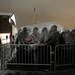 People stand under plastic to stay warm after waiting overnight to at the front of the line to see President Obama at the Al Glick Fieldhouse on Friday morning. Melanie Maxwell I AnnArbor.com